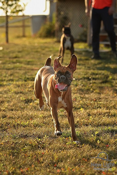 Beautiful Boxers